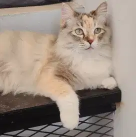 Kucing betina Persia