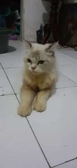 Lepas adopsi kucing Angora