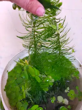 TANAMAN AIR HYDRILLA/GANGGANG