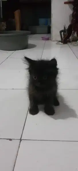 Lepas adopsi kucing Angora