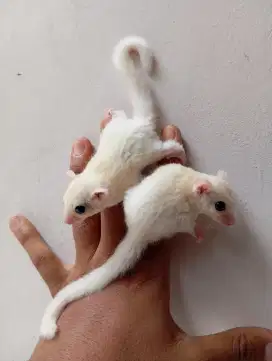 JOY LEUCESTIC BESIH JINAK