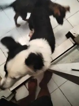 Jual anjing border collie