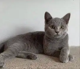 Kucing kitten British Shorthairr male