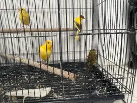 Jual anakan burung kenari, Paud