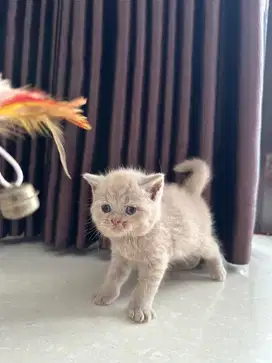 Kucing bsh ( british short hair )