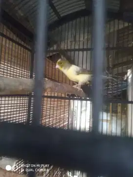 Kenari F1 betina siap ternak