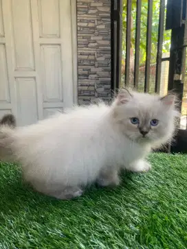 Kitten ragdoll pure