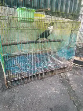 Burung bill bong pendeta jantan rawatan lama pur total gacor