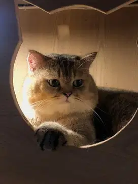 BSH Golden Jantan PED
