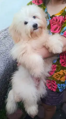 Shihtzu Maltese Mixbreed jantan