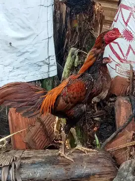 Ayam Birma. Uk 4. Umur 8 bulanan