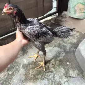 Ayam bangkok x pamangon