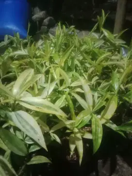 tanaman brasena kuning
