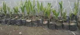 Bibit kelapa upat upat dalam pollybag