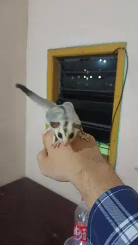 Sugar glider white face