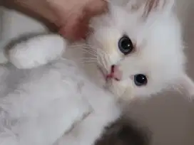 Kitten medium persian x anggora