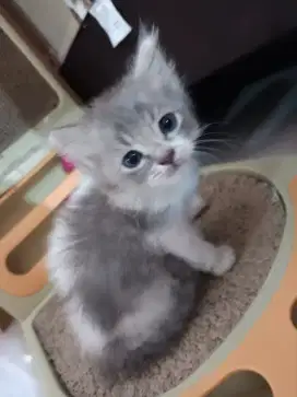 Kitten medium persia x anggora