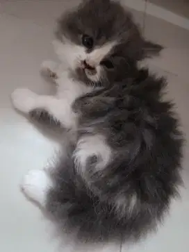 Kitten medium persia x anggora