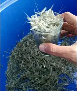 Udang danau kondisi segar