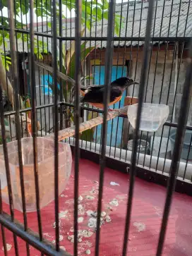 Jual burung muray jantan pake ring udh rajin fulset