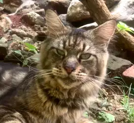 Pacak mainecoon