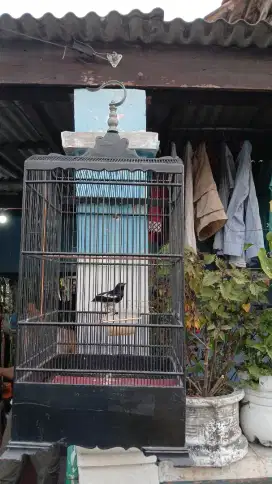Jual cepat kacer putih + sangkar labet