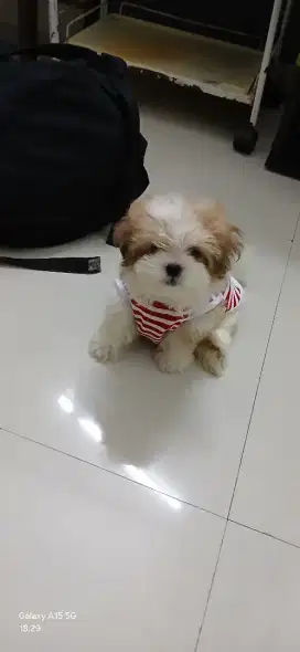 Anjing Shih Tzu