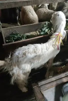 Sedia Kambing Etawa dan Senduro harga Mulai 2,5 Juta
