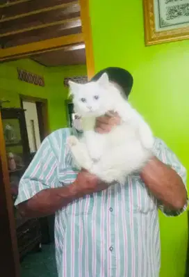 Kucing exsotis ,lebat bulu dan menggemaskan