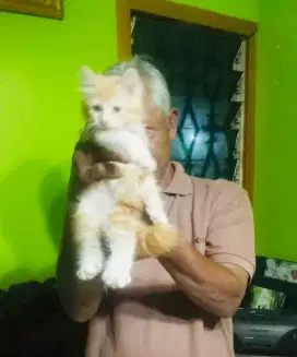 Kucing ras dan berbulu lebat
