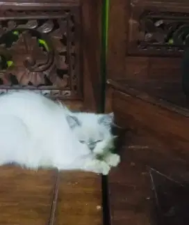 Hewan peliharaan exsotis berbulu lebat
