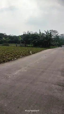 DIJUAL TANAH KOSONG STRATEGIS PINGGIR JALAN DESA