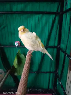 Burung kenari F2