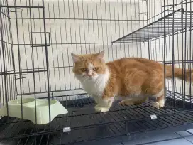 Kucing Munchkin Jantan Jago Kawin Jual BU