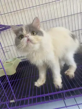 Kucing Persia LongHair PeakNose