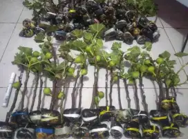 Bibit buah tin aneka jenis | fresh cangkok