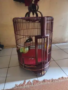 Burung anis kembang