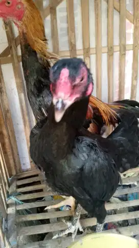 Ayam bangkok betina sisik simbar