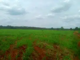Dijual Tanah Perkebunan