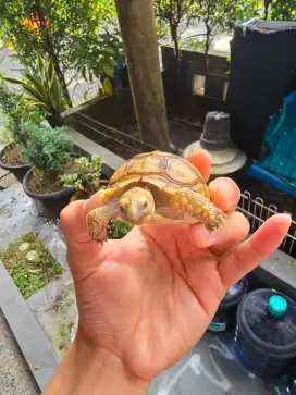 Kura kura darat sulcata pardalis indian star