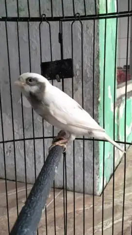 Burung kenari AF Gacor