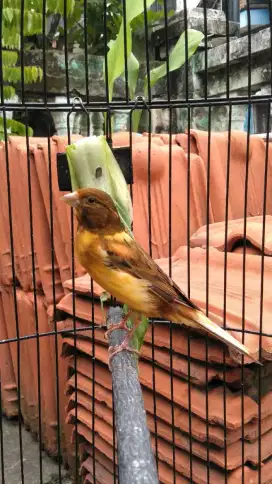 Burung kenari loper gacor