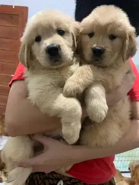 Open adopt golden retriever