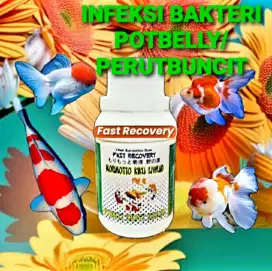 Dropsy potbelly/perut buncit/aeromonas/kembung air/berak cacing