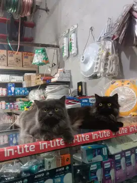 CALON INDUKAN KUCING PERSIA BSH