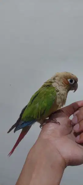 Pineple conure jinak total