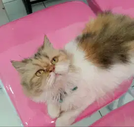 Siap Diadopsi! Kucing Persian Peaknose Betina – Calico, Bulu Lebat