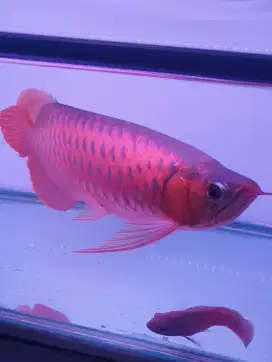 Ikan arwana super red . Speck A