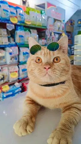 Siap Diadopsi! Donut Si Kucing Jantan Oyen – Ganteng Fotogenik!