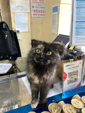 Siap Diadopsi! Scottish Tortoiseshell Betina – Unik & Bulu Lebat